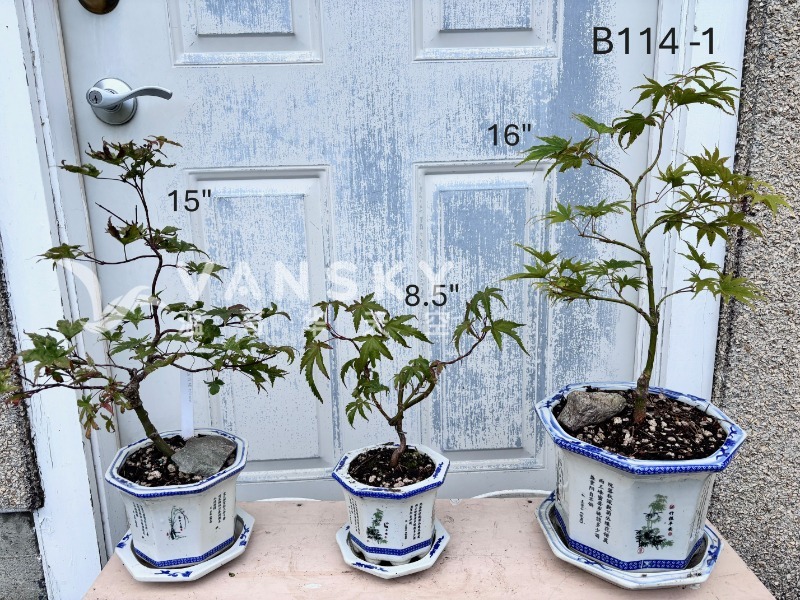 260225003538_B114-1 - 3 maples - 25-09.JPG